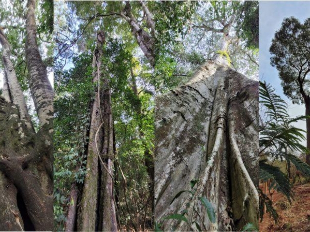 Mata de Santa Genebra inaugura trilha em homenagem ao Terra da Gente - Cidão Santos