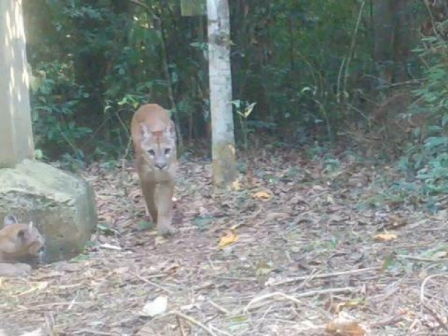 ONÇA FLAGRADA POR CÂMERA REAPARECE COM DOIS FILHOTES - Cidão Santos