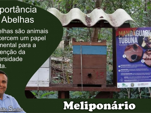 A importância das Abelhas - Cidão Santos